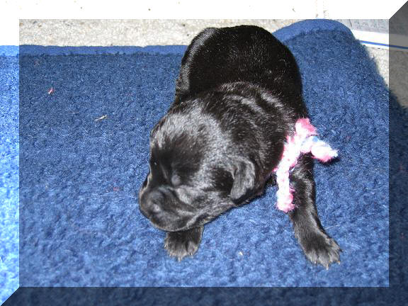 pup from 06 litter