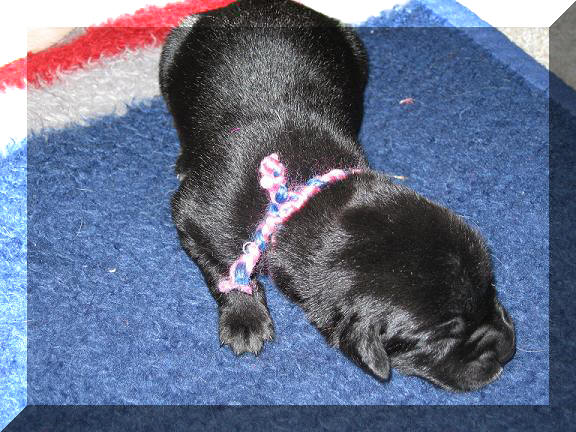 pup from 06 litter