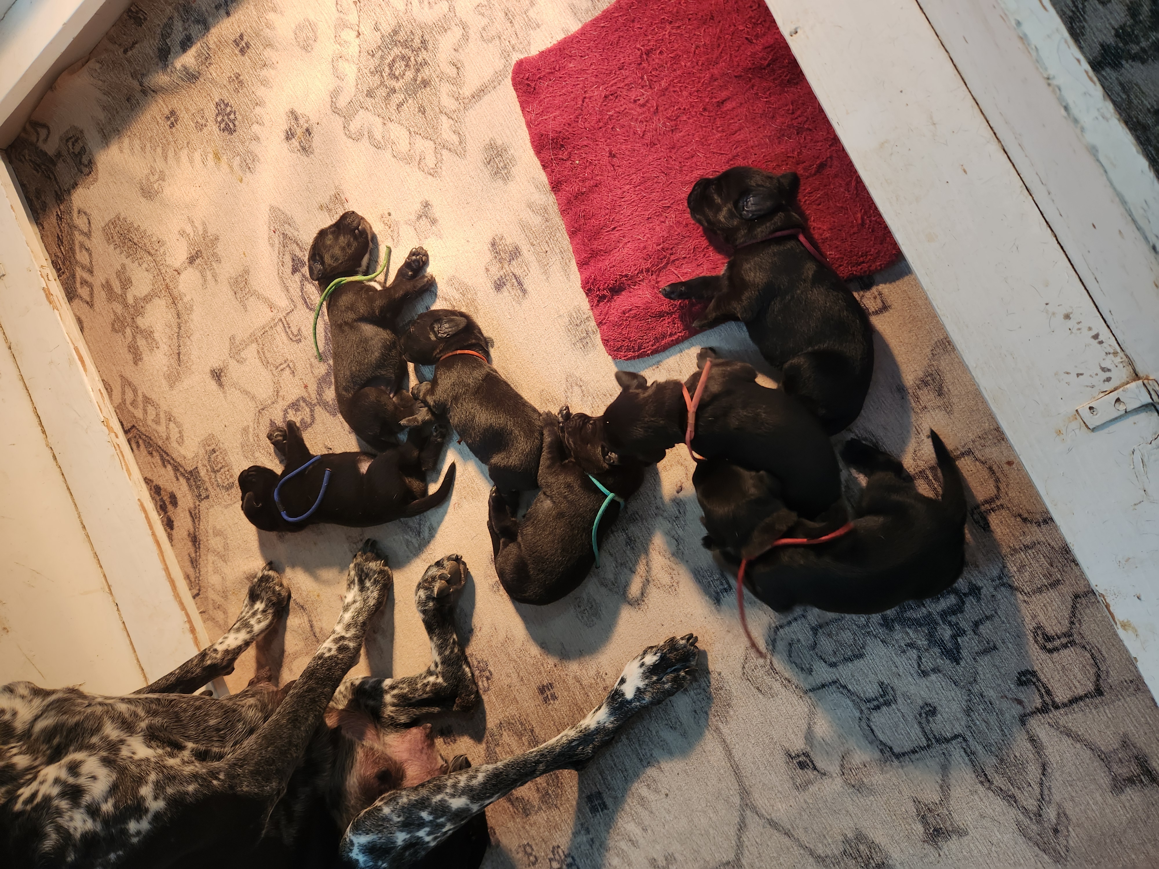 Elly Mae Puppies